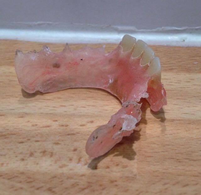 Dog Denture Dental Blog Adam Norris Dental Labaratory