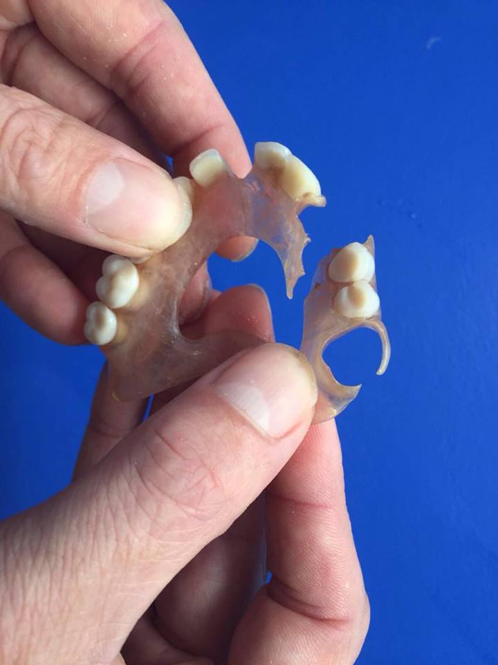 Flexiblerepair Dental Blog Adam Norris Dental Labaratory